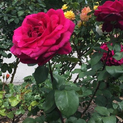 Profile Picture of claudia_thorne27 (@claudia_thorne27) on Tiktok