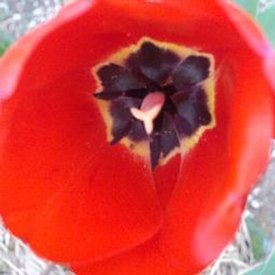 Profile Picture of Tammy Griffin Howard (@GrifHoward) on Twitter