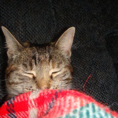 Profile Picture of Monkeypie (@TimothyReznick) on Twitter