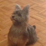 Profile Picture of Jerry Doyle (@jerrydoyle25911) on Instagram