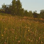 Profile Picture of Thomas Ingham (@tinghammedia) on Instagram