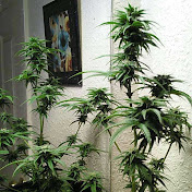 Profile Picture of Juan Fabela (@juanfabela2758) on Youtube