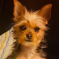 Profile Picture of Darla Wolf-evans (@darla-wolf-evans) on Quora
