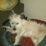 Jodee Harris - Instagram Profile Picture of Jodee Harris (@harrisjodee) on Instagram