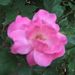Profile Picture of Sylvia Rushing (@blossomgal) on Pinterest