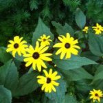 Profile Picture of Dawn Marsiglia (@dawndawsey) on Instagram