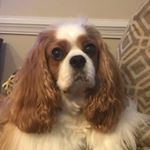 Profile Picture of Floyd Stephen Chitty (@mahalonc) on Instagram