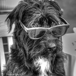 Profile Picture of Ade Williams (@marleythepatterdale) on Flickr