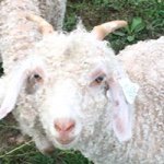 Profile Picture of Mark Mcconnaughay (@parentoforphan) on Instagram