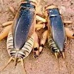 Profile Picture of Esau Mark (@esau.mark) on Instagram