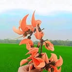 Profile Picture of Ami Tomi (@Ami-Tomi) on Facebook