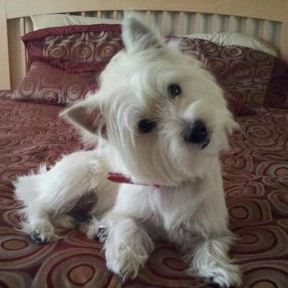 Nervalisse Sanmiguel - Poshmark Profile Picture of Nervalisse Sanmiguel (@nervalisse) on Poshmark