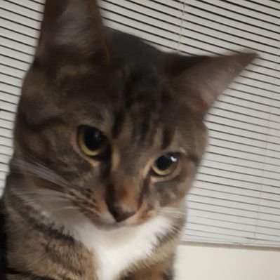 Profile Picture of TheRealAlexHoule (@RealAlexHoule) on Twitter