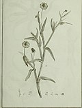 Profile Picture of Helenium quadridentatumon Wikipedia