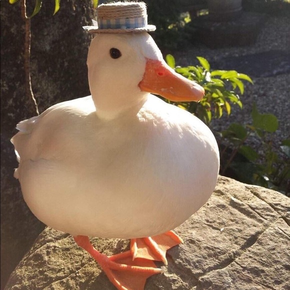 Profile Picture of Franny Nardelli (@frannynardelli) on Poshmark