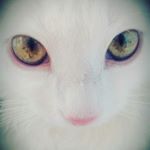 Profile Picture of 💖😺Martha😺💖 (@martha__katze) on Instagram