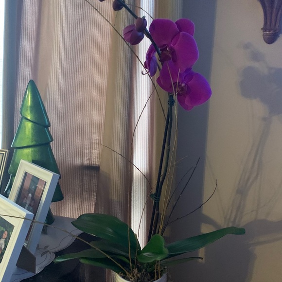 Profile Picture of Camille Thombs (@cam_thombs) on Poshmark