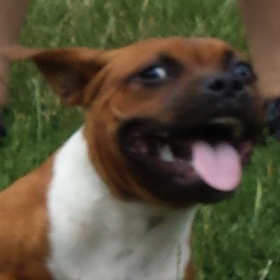 Profile Picture of David Heidelberg (@okiasx) on Twitter