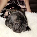 Profile Picture of Tony The Puppy (@chubby_tony_17) on Instagram