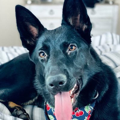 Profile Picture of Alexander Genao (@AlexanderGenao8) on Twitter