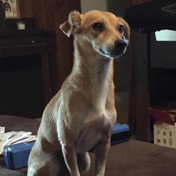 Profile Picture of Pamela Arnold (@parnold11303) on Poshmark