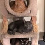 Profile Picture of Stacey Rasmussen (@blackmood68) on Instagram