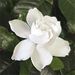 Profile Picture of Harrys Rose (@connieyjp) on Pinterest