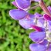 Profile Picture of Marilyn Sjöberg (@marisjo34) on Pinterest