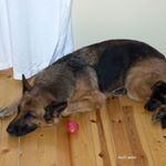 Profile Picture of Bobal (@bobalcorncastlee) on Instagram