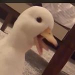 Profile Picture of Morgan Monaghan (@morgan_monaghan) on Instagram