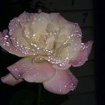 Julia Toney - Instagram Profile Picture of Julia Toney (@julia.toney.330) on Instagram