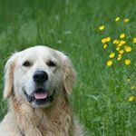 Profile Picture of Marie-Paul (@marie_paul_van_leuven) on Instagram