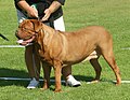 Profile Picture of Dogue de Bordeaux - Wikipediaon Wikipedia