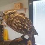 Profile Picture of Trevor Healy (@glanzav6) on Instagram