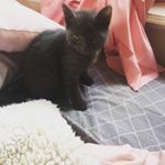 Profile Picture of Iris Kincaid (@krazykitten3333) on Instagram