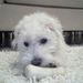Profile Picture of Abby McDevitt (@1877kars) on Pinterest