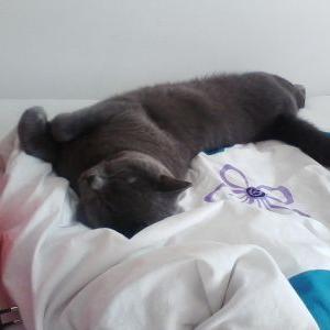 Profile Picture of Leo_nie_zweety (@BartelLeonie) on Twitter