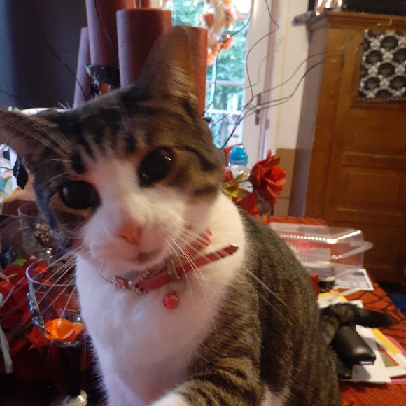 Profile Picture of Monique Cantrell (@ariarain1981) on Poshmark