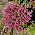 Profile Picture of Pluchea odorataon Wikipedia