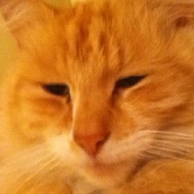 Profile Picture of Sarah Cabral (@Rudyboy261) on Pinterest