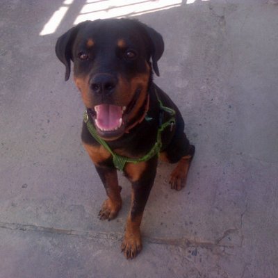 Profile Picture of Maria Oliva Jimenez (@Maria_O_Jimenez) on Twitter