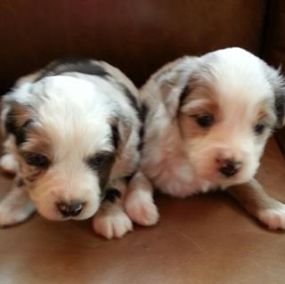 Profile Picture of Rocker B Mini Aussies (@rockerb.aussies) on Facebook