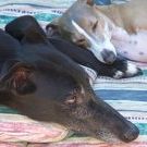 Profile Picture of Ginny Pafford (@gtpafford) on Pinterest