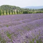 Shirley  Hung - Instagram Profile Picture of Shirley  Hung (@shirley.hung.980315) on Instagram