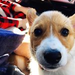 Profile Picture of Addie Pup Elliott (@adorableaddieelliott) on Instagram