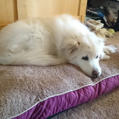 Profile Picture of Robert Marchand (@GnomishTheorist) on Twitter