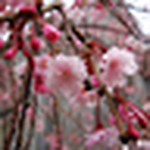 Profile Picture of Chen Irene (@chen yenchu) on Flickr