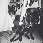 Profile Picture of Fulvio&Celeste (@fulviorocco_theboxer) on Instagram