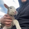 Profile Picture of Josef Gschwend (@josefgschwend) on Tiktok