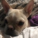Profile Picture of Samantha/Jeff Ivy (@life_w_frenchies) on Instagram